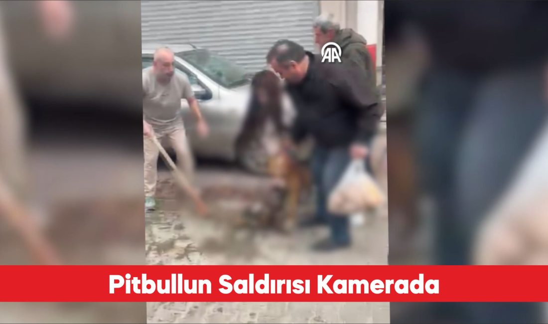 Tekirdağ’ın Çorlu ilçesinde pitbull cinsi köpeğin sahipli köpeğe saldırma anı