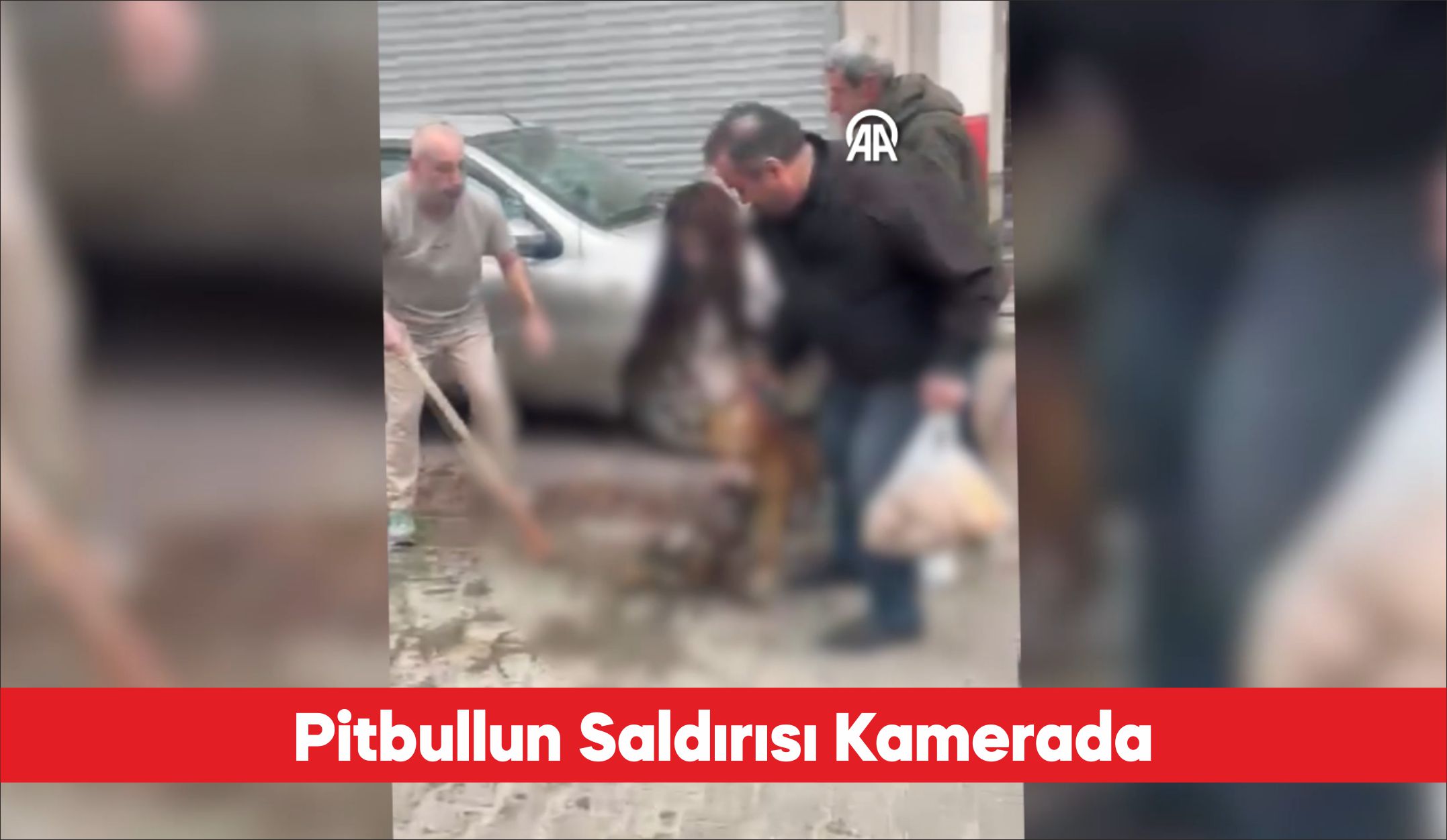 Tekirdağ’ın Çorlu ilçesinde pitbull cinsi köpeğin sahipli köpeğe saldırma anı