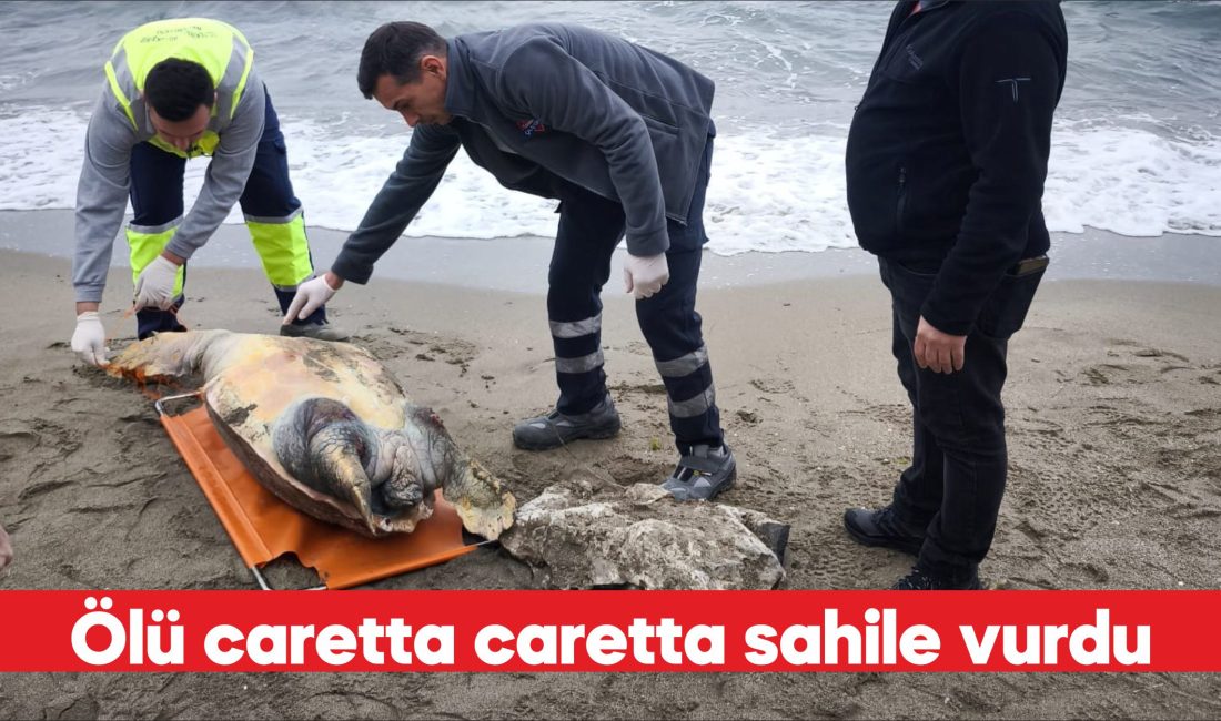 Tekirdağ sahilinde ölü caretta caretta bulundu. Barbaros Mahallesi sahilinde gezenler,