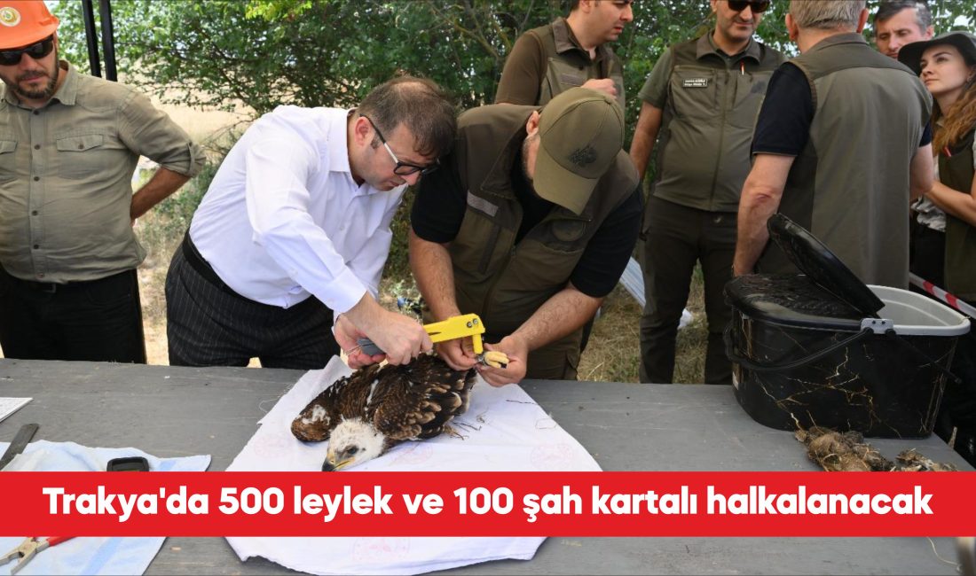 Trakya’da yürütülen “Trakya’nın Kuşlarını Halkalıyoruz” projesi kapsamında, 5 yıl içinde