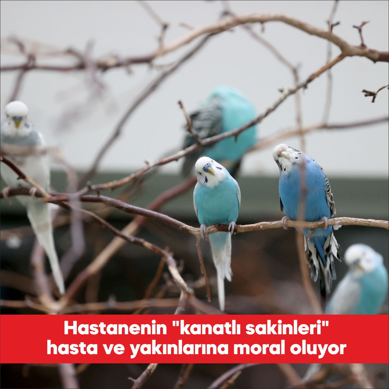 Kırklareli’nin Babaeski Devlet Hastanesi’nde 25 muhabbet kuşunun bulunduğu alandan yükselen