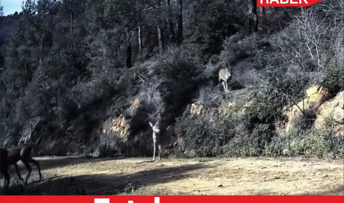Tekirdağ’da ormana yerleştirilen fotokapanla 3 karaca görüntülendi. Hayvanseverler tarafından yaban