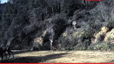Tekirdağ’da ormana yerleştirilen fotokapanla 3 karaca görüntülendi. Hayvanseverler tarafından yaban