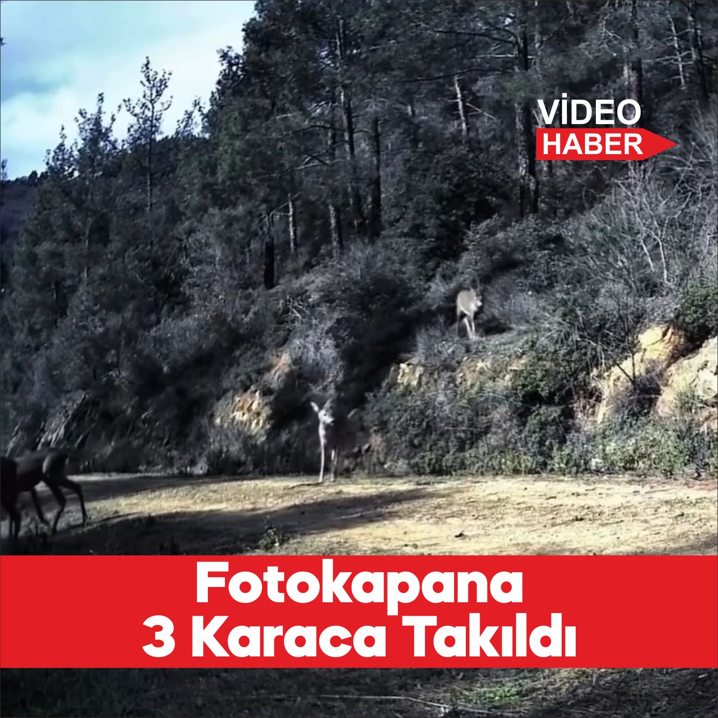 Tekirdağ’da ormana yerleştirilen fotokapanla 3 karaca görüntülendi. Hayvanseverler tarafından yaban