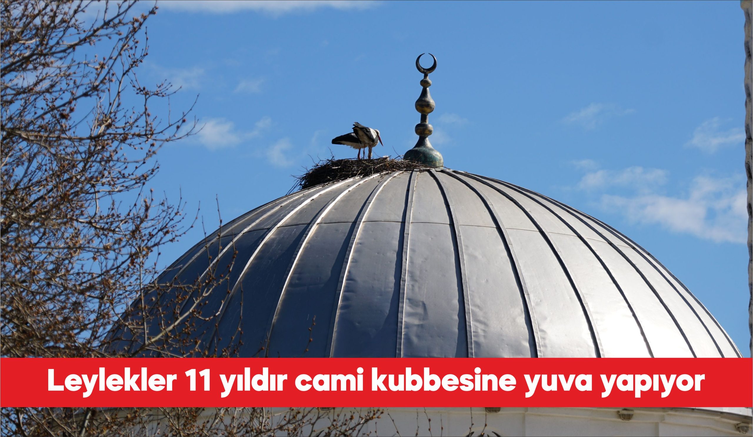 Tekirdağ’da Karahisarlı Camisi 11 yıldır “baharın müjdecisi” leyleklere yuva oluyor.