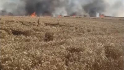 Tekirdağ’ın Hayrabolu ilçesinde çıkan yangında 400 dekar buğday ekili alan