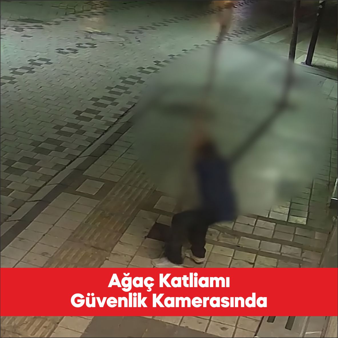 Kırklareli’nde kaldırımda dikili bir ağaca zarar veren kişi hakkında soruşturma