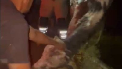 Edirne’de çukura düşen inek itfaiye ekiplerince kurtarıldı. Budakdoğanca köyünde Fikret