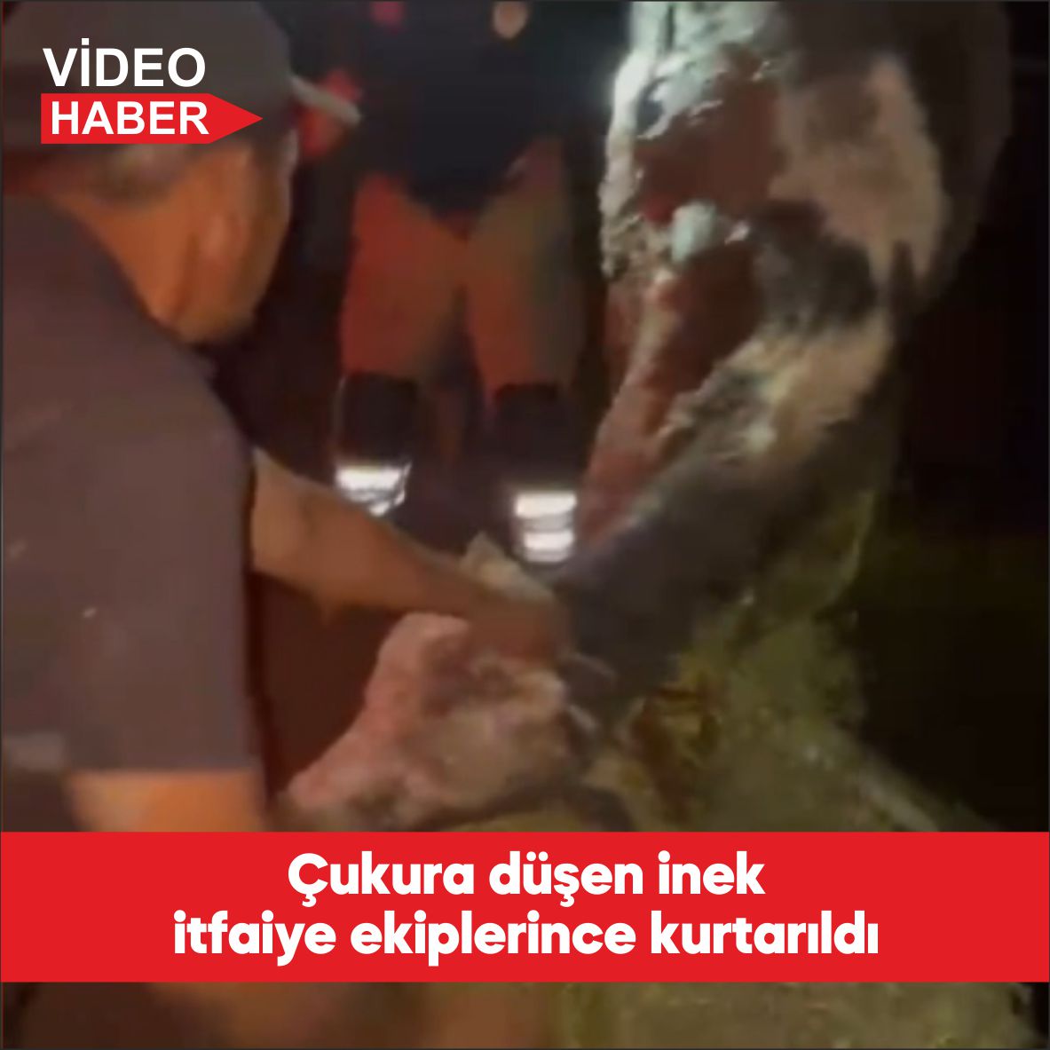 Edirne’de çukura düşen inek itfaiye ekiplerince kurtarıldı. Budakdoğanca köyünde Fikret