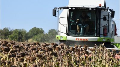 Türkiye’nin önemli ayçiçeği üretim merkezlerinden Edirne’de hasat başladı. Mart ayının