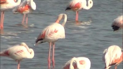 Edirne’nin Enez ilçesinde sulak alanlarda konaklayan flamingolar, doğaseverlerin ilgisini çekiyor.