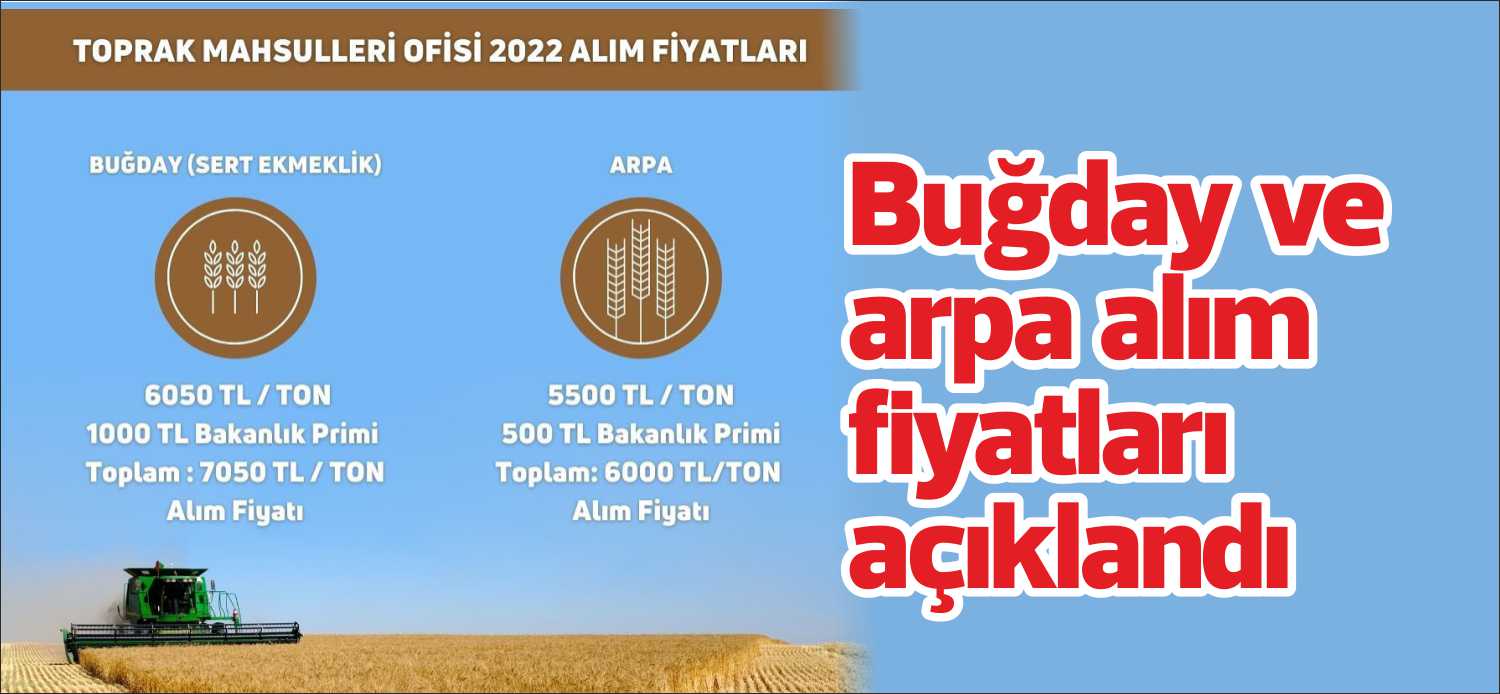 Sert Ekmeklik Buğday; 6 BİN 50 TL/Ton + 1000 TL