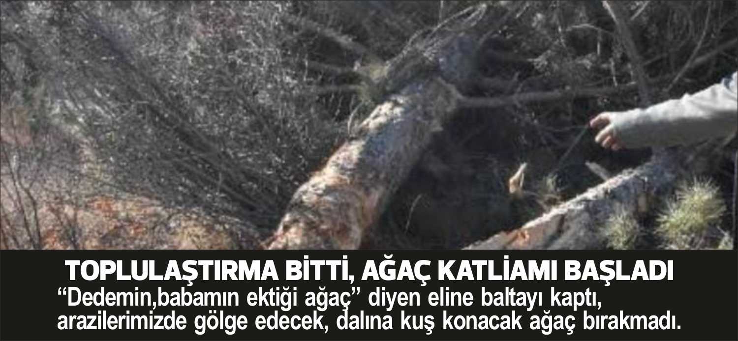 “Dedemin,babamın ektiği ağaç” diyen eline baltayı kaptı, arazilerimizde gölge edecek,