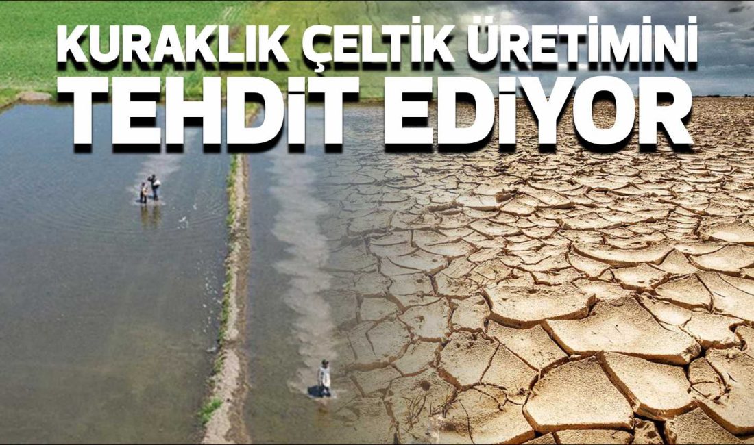 Edirne, Türkiye’nin çeltik üretiminde lider konumda olmasına rağmen, bu yıl