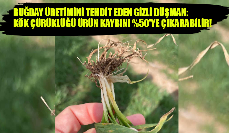 Buğday üretiminde ciddi verim kayıplarına yol açabilen “kök ve kök