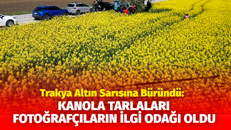 Trakya’da çiçek açan kanola bitkisiyle sarıya bürünen tarlalar, fotoğraf tutkunları