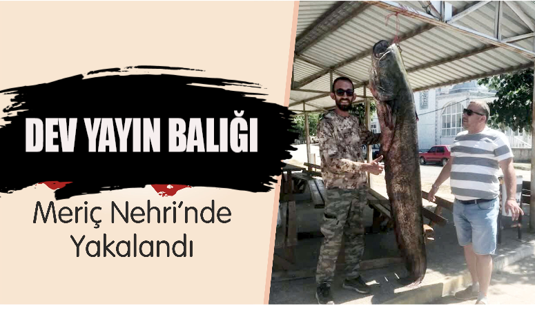Meriç Nehri’nde Dev Yayın Balığı Yakalandı Edirne’nin İpsala ilçesinde, Meriç Nehri’nde amatör balıkçı Recai Ateş, yaklaşık