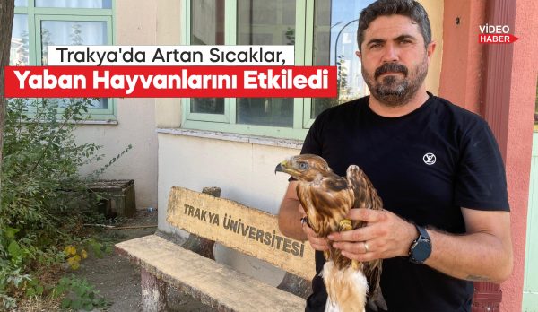 Aşırı sıcaklarda bitkin düşen yaban hayvanları tedavi sonrası doğaya bırakılıyor