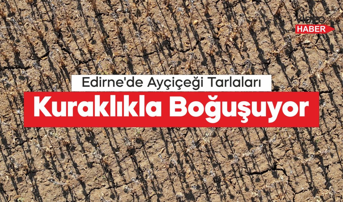olumsuz iklim koşulları ayçiçeği gelişimini etkiledi.