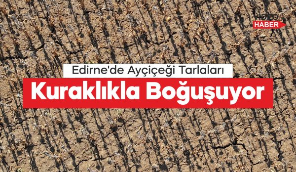 olumsuz iklim koşulları ayçiçeği gelişimini etkiledi.