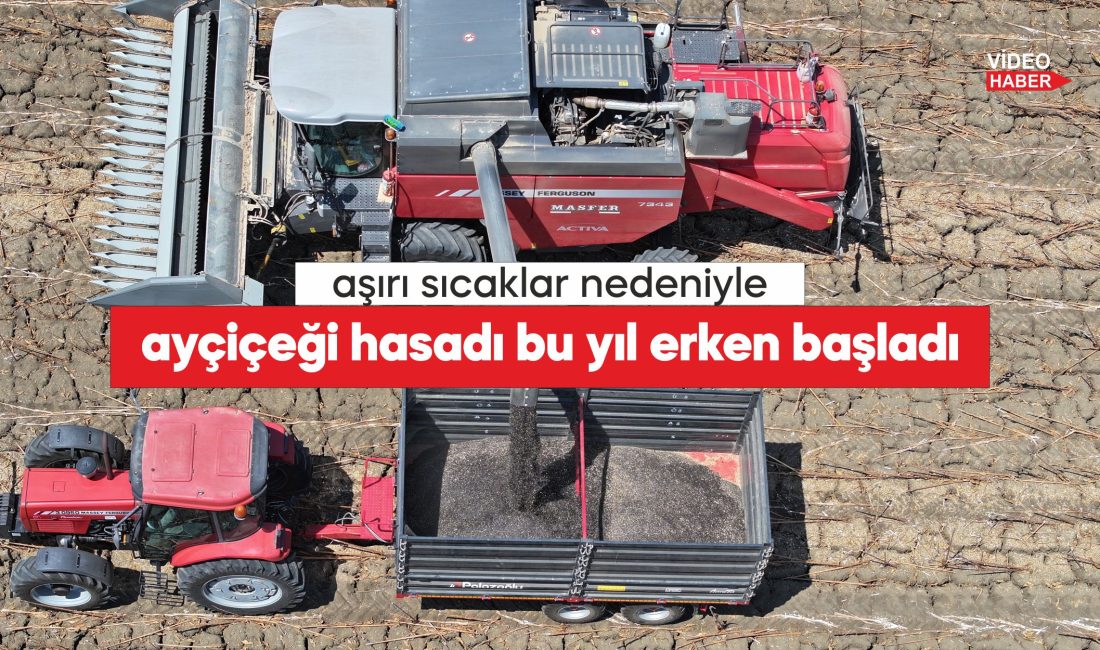 Türkiye'nin önemli ayçiçeği üretim merkezlerinden Edirne'de, ayçiçeği hasadı bu yıl