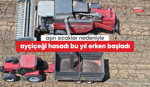 Türkiye'nin önemli ayçiçeği üretim merkezlerinden Edirne'de, ayçiçeği hasadı bu yıl