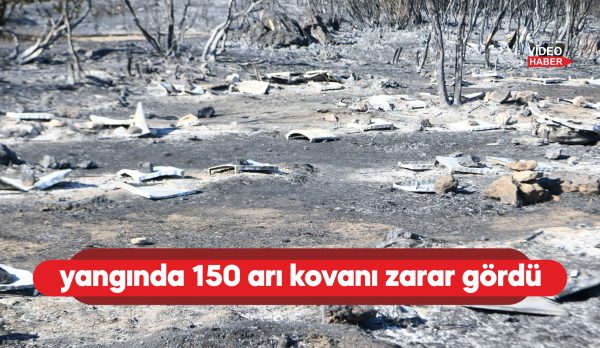 Çanakkale'nin Lapseki ilçesinde önceki gün çıkan arazi yangınında 150 arı