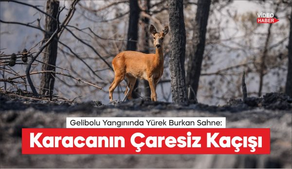 Çanakkale Gelibolu yangınında alevlerden kaçan karaca görüntülendi