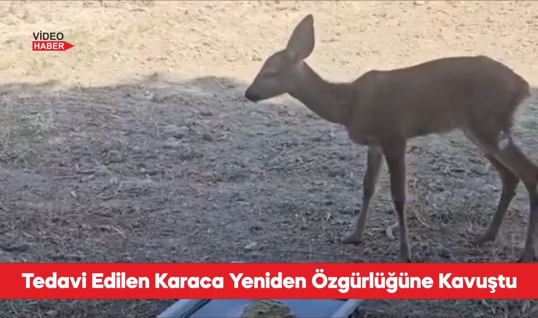 Orman yangınından kurtarılan karaca tedavisinin ardından doğaya bırakıldı