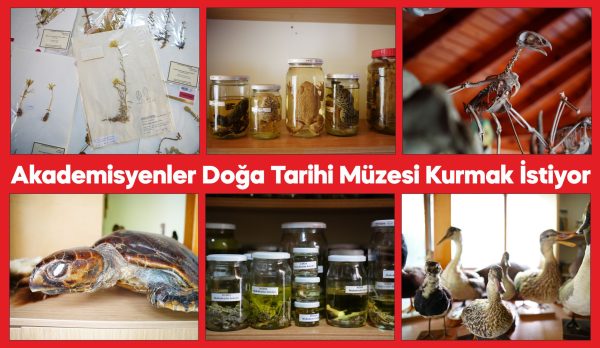 Çanakkale'de akademisyenler, topladıkları sürüngenler ve bitkileri modern bir müzede sergilemek