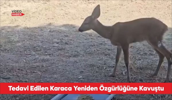 Orman yangınından kurtarılan karaca tedavisinin ardından doğaya bırakıldı
