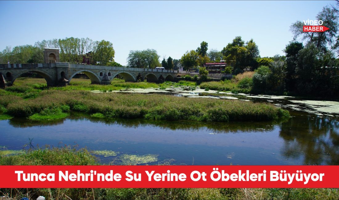 Tunca Nehri'nde kuraklık nedeniyle su akışının durduğu alanlar ot öbekleriyle
