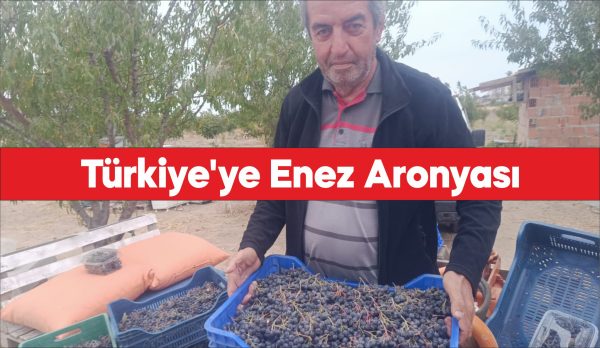 Enez'den yurdun her yerine kargoyla aronya gönderiliyor.