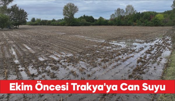 Geçen yıl kuru toprağa ekim yapan Trakya çiftçisi son yağışlarla