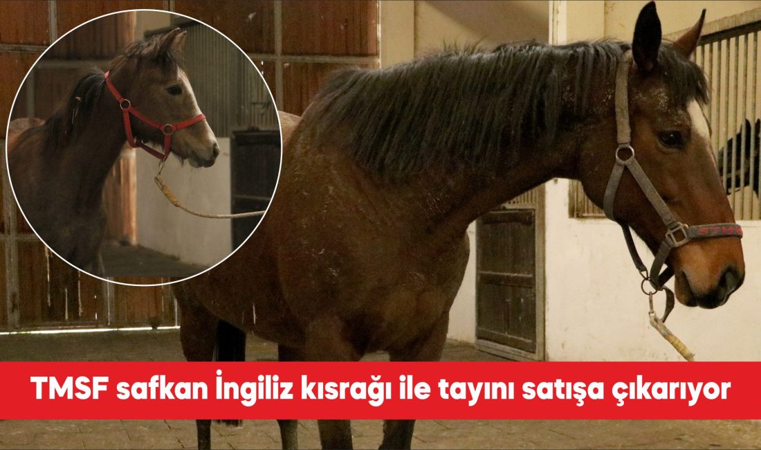 Tasarruf Mevduatı Sigorta Fonu (TMSF), İstanbul Büyükşehir Belediyesine (İBB) yönelik