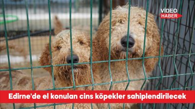 Edirne’de iki hafta önce bir çiftliğe düzenlenen operasyonda izinsiz üretim