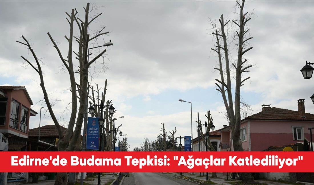 Edirne Çevre Gönüllüleri Derneği üyeleri, Edirne Belediyesinin ağaç budama yöntemine