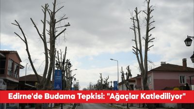 Edirne Çevre Gönüllüleri Derneği üyeleri, Edirne Belediyesinin ağaç budama yöntemine