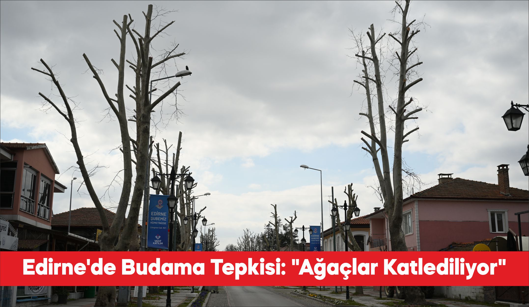 Edirne Çevre Gönüllüleri Derneği üyeleri, Edirne Belediyesinin ağaç budama yöntemine