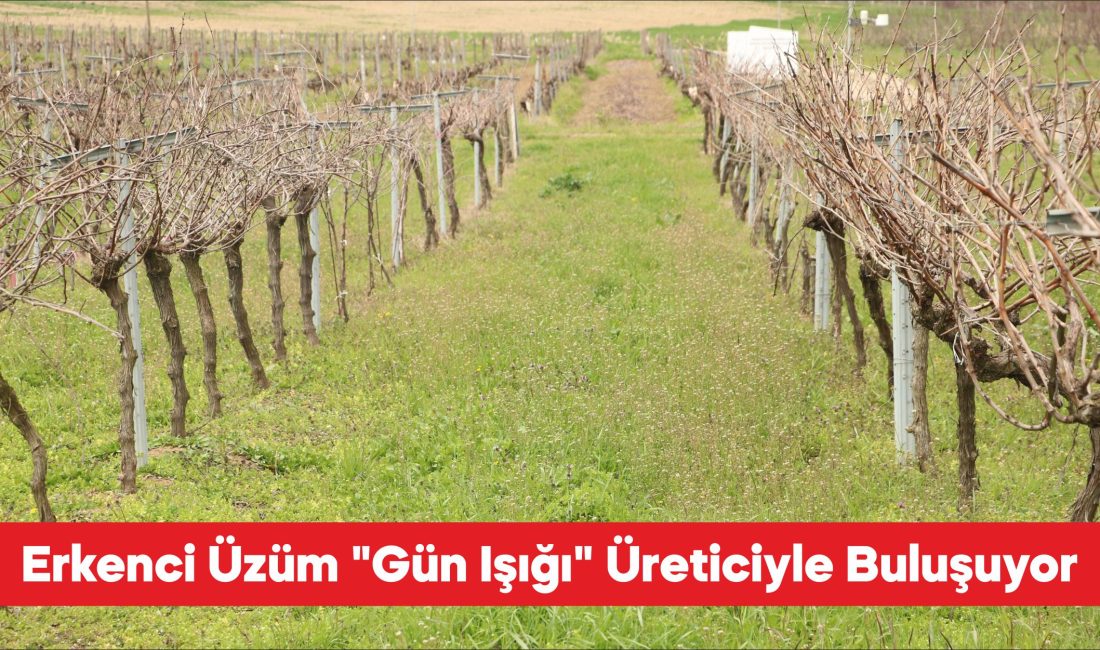 Tekirdağ’da melezleme ve ıslah çalışmaları sonucu geliştirilen “Gün Işığı” adlı