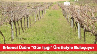 Tekirdağ’da melezleme ve ıslah çalışmaları sonucu geliştirilen “Gün Işığı” adlı
