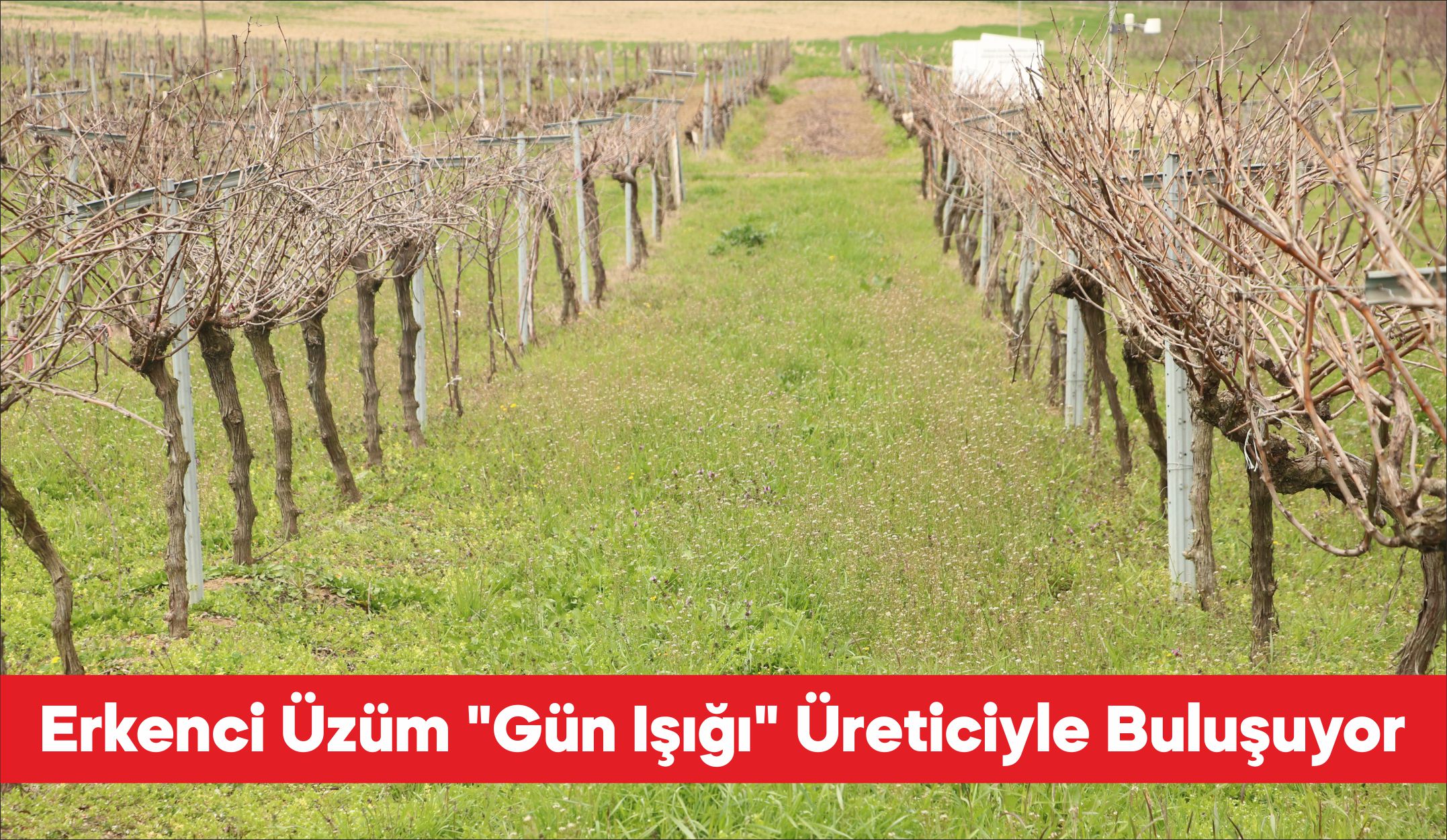 Tekirdağ’da melezleme ve ıslah çalışmaları sonucu geliştirilen “Gün Işığı” adlı