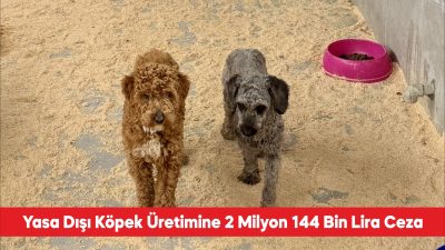 Edirne’nin Lalapaşa ilçesinde yasa dışı köpek üretimi yapan çiftlik sahibine