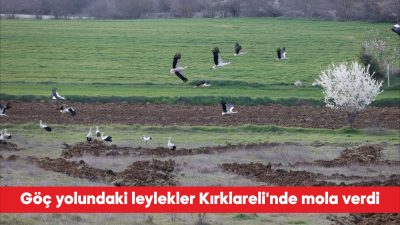 Sıcaklıkların artmasıyla Afrika’dan Avrupa’ya göç eden leylekler, mola verdikleri Kırklareli’nin