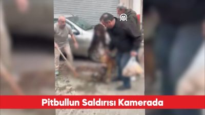 Tekirdağ’ın Çorlu ilçesinde pitbull cinsi köpeğin sahipli köpeğe saldırma anı