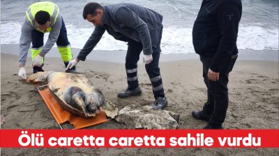 Tekirdağ sahilinde ölü caretta caretta bulundu. Barbaros Mahallesi sahilinde gezenler,