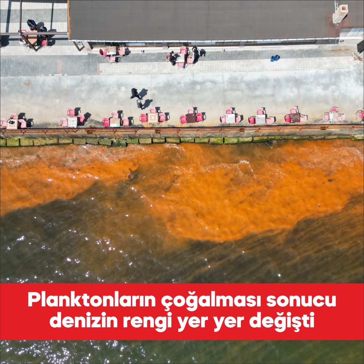 Marmara Denizi’nin Tekirdağ sahilinde planktonların çoğalması, suyun renginin yer yer