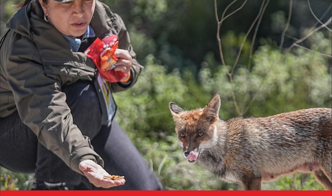 Tarihi Gelibolu Yarımadası’nın maskotu tilki, Çanakkale Kara Savaşları’nın 111. yıl