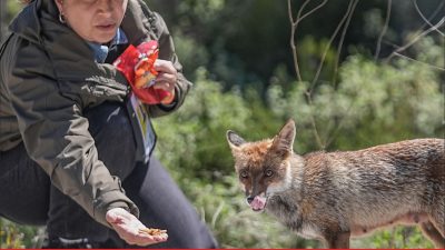Tarihi Gelibolu Yarımadası’nın maskotu tilki, Çanakkale Kara Savaşları’nın 111. yıl