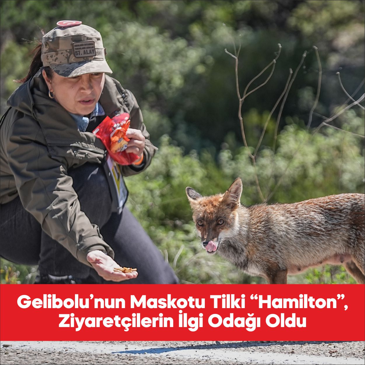 Tarihi Gelibolu Yarımadası’nın maskotu tilki, Çanakkale Kara Savaşları’nın 111. yıl